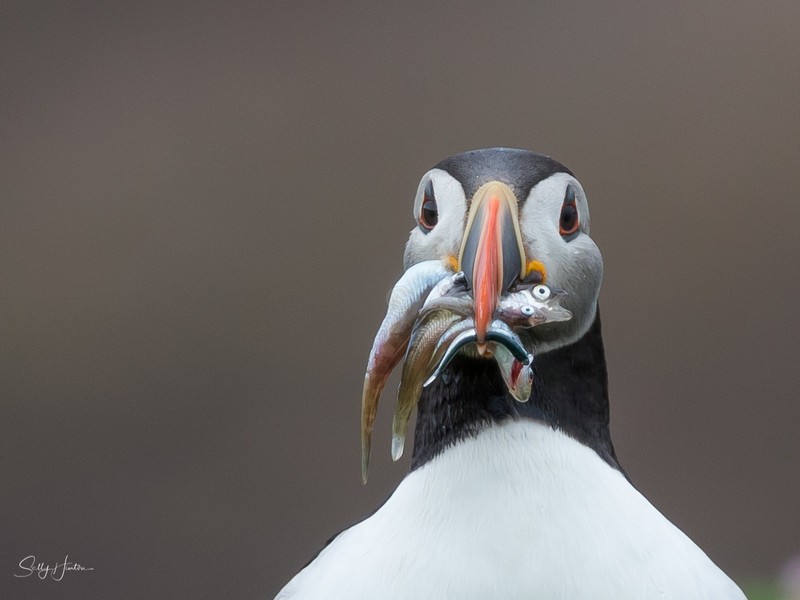Puffen with Fish 5 - Puffins