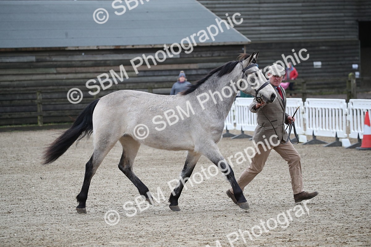 SBM_003973 - Class 1-4 - Young Stock classes Inc. In Hand Championship
