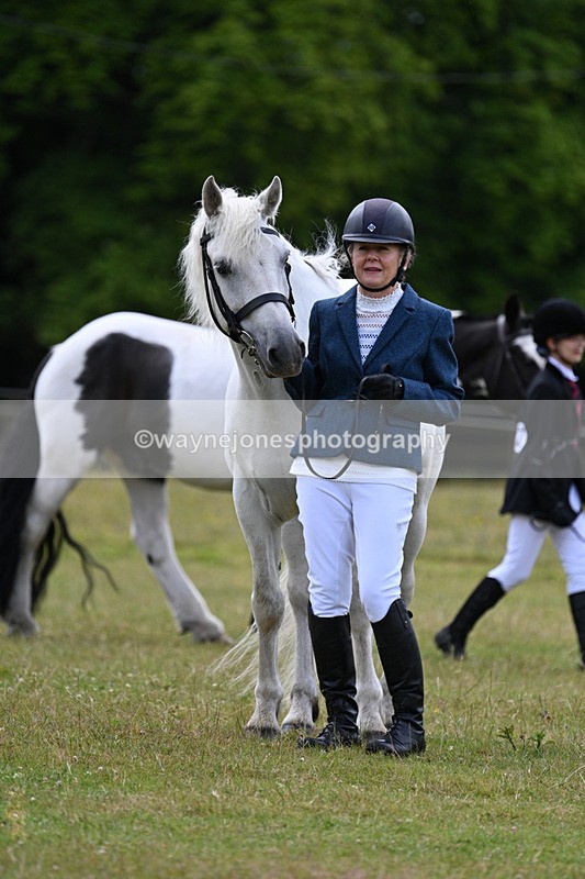 WJ7_7083 - Class 5a Most Handsome Gelding in Hand
