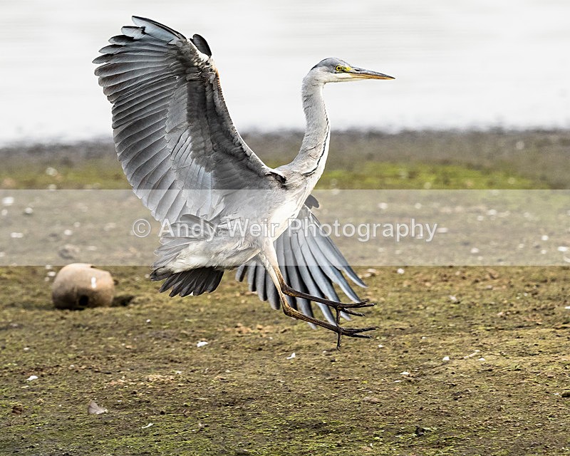 20151010-8E0A1683 - Grey Heron