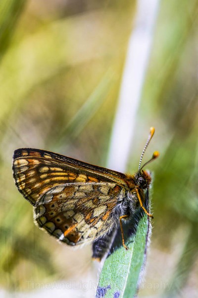 Marsh Fritillary - Butterflies, Moths & Caterpillars