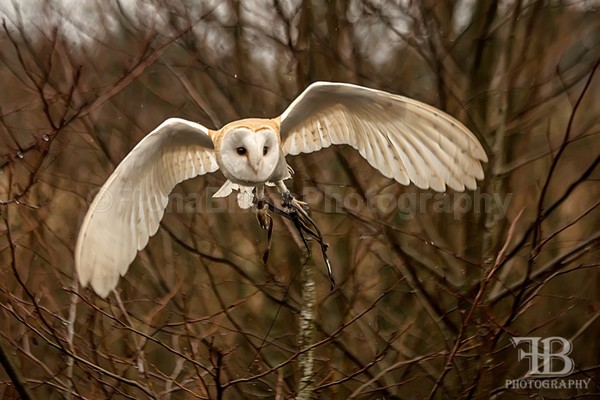 wow march-15 - Birds of Prey