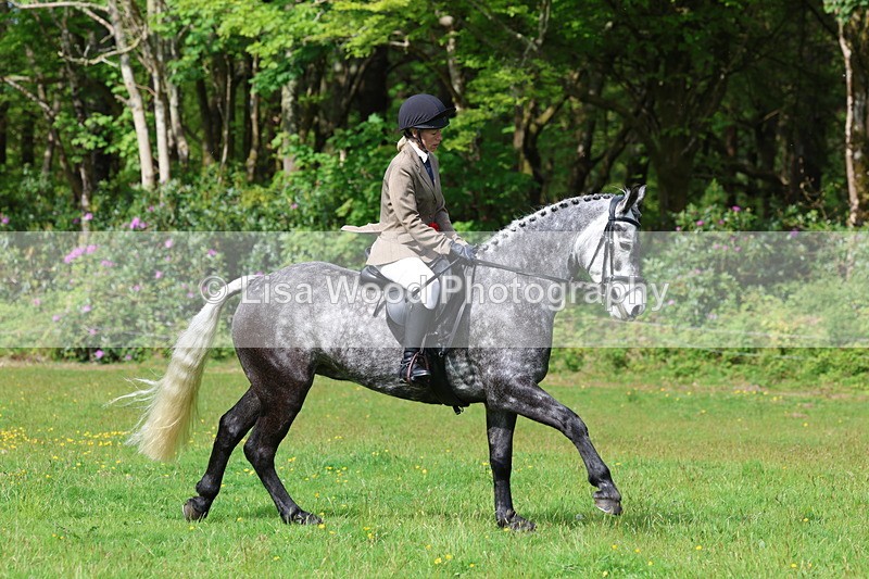 3E7A2642 - Working Hunter Championship