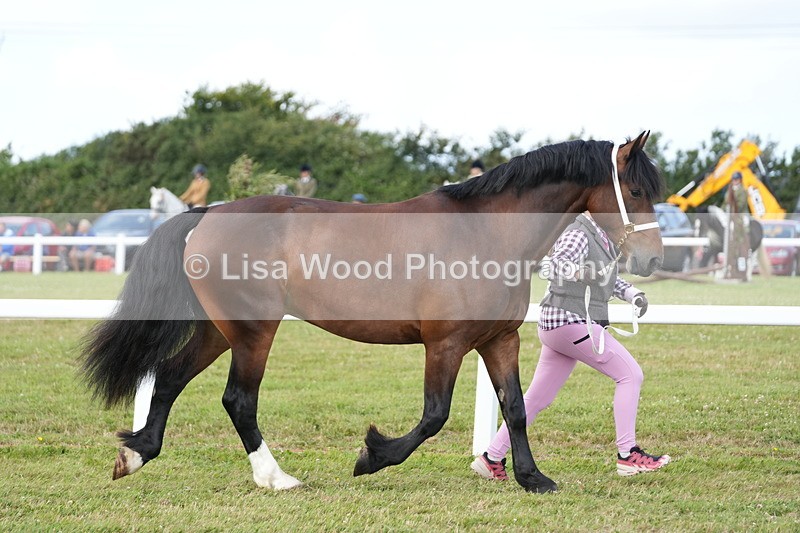 DSC05761 - Class 51: NPS M&M 4 years and over Large Breeds