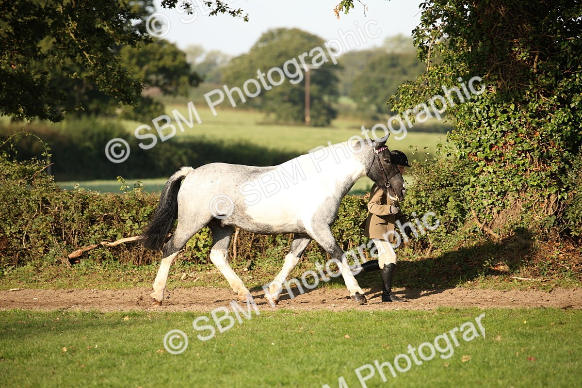 SBM_58660 - S51 - Piebald & Skewbald Horse In Hand