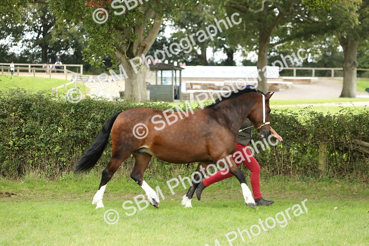SBM_65344 - S47 - Mountain & Moorland In Hand Large Breeds