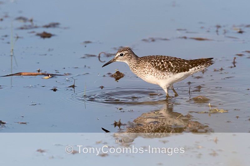 Wood Sandpiper - Lesvos ~ Wading Birds