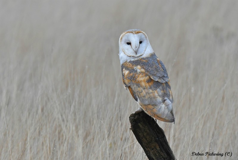 Barn owl - Owls