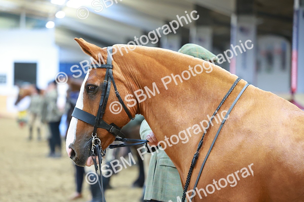 SBM_10687 - Class 103 - HOYS Veteran Qualifier - Ridden Pre Vet