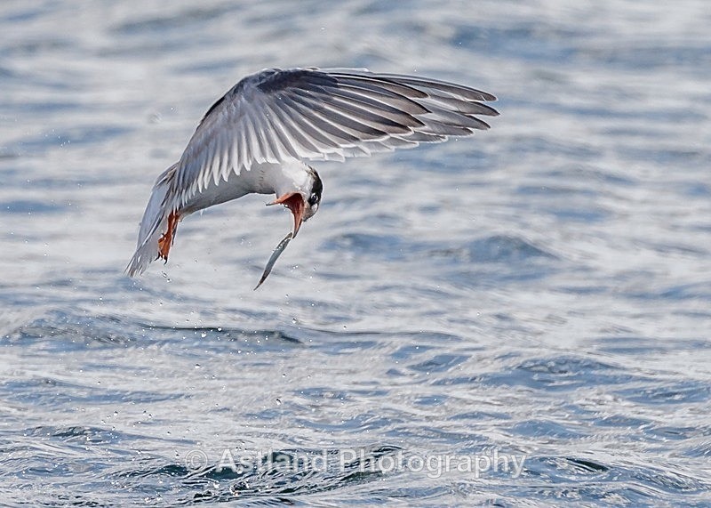 Astland Photography, Bird and Wildlife Images, Susan and Peter Wilson, U.K.