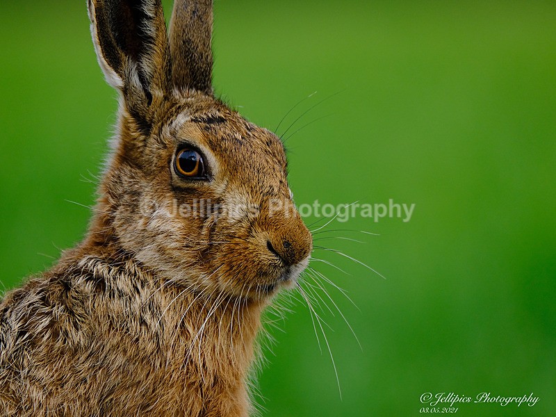  - Wildlife and Nature