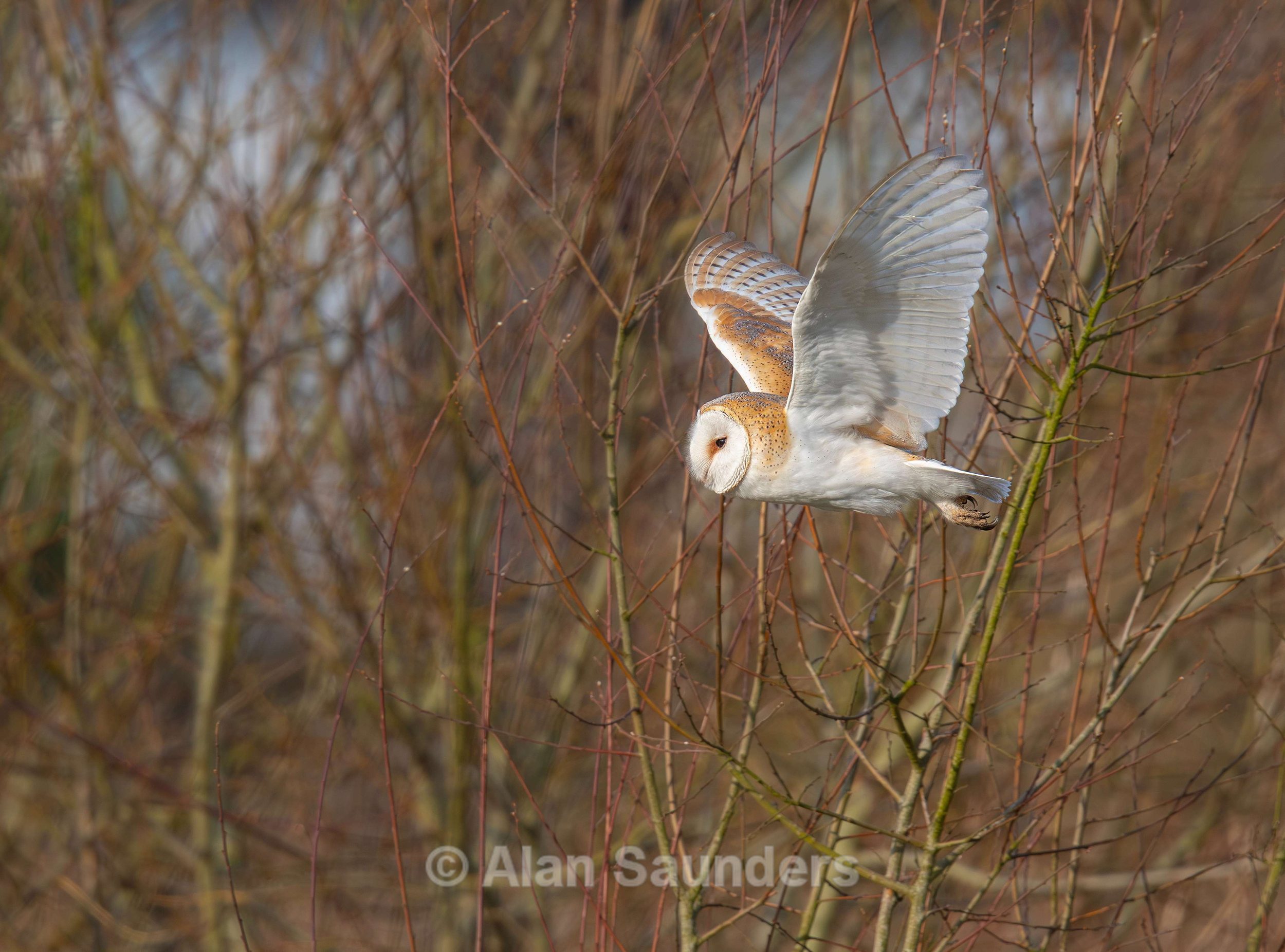Barn Owl 4 (female)