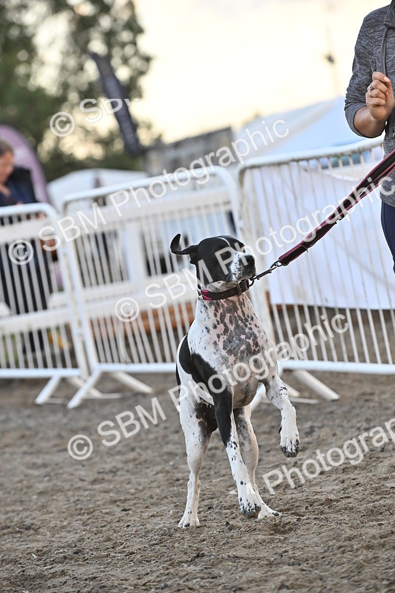 SBM_09566 - Lorry Dogs