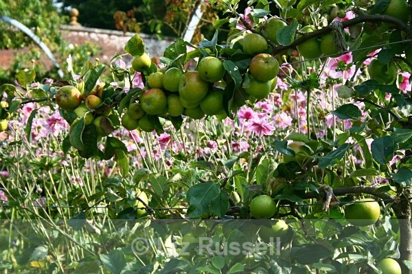 Apple bower - Flora