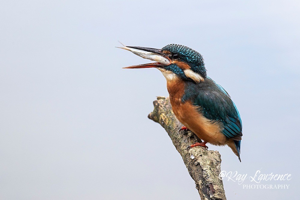Kingfisher Alcedo Atthis015 - Kingfishers