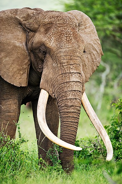 Elephant Chyulu Hills, Ol Donyo Wuas, Kenya