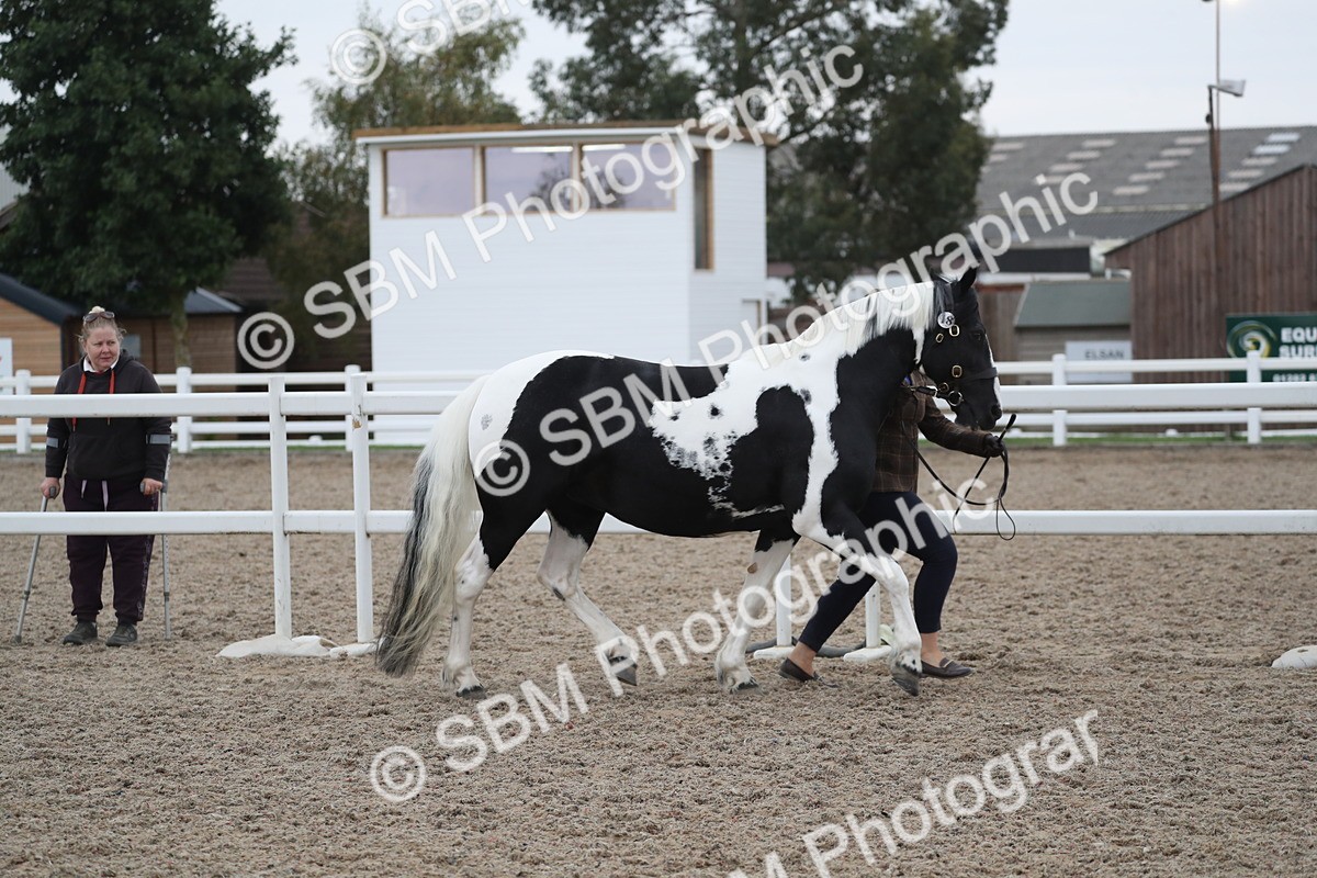 SBM_18329 - Class 318 IH Part bred Horse/Pony