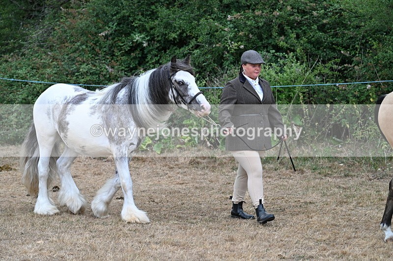 WJ7_9459 - Class 5 Most Handsome Gelding (up to 14.2hh)