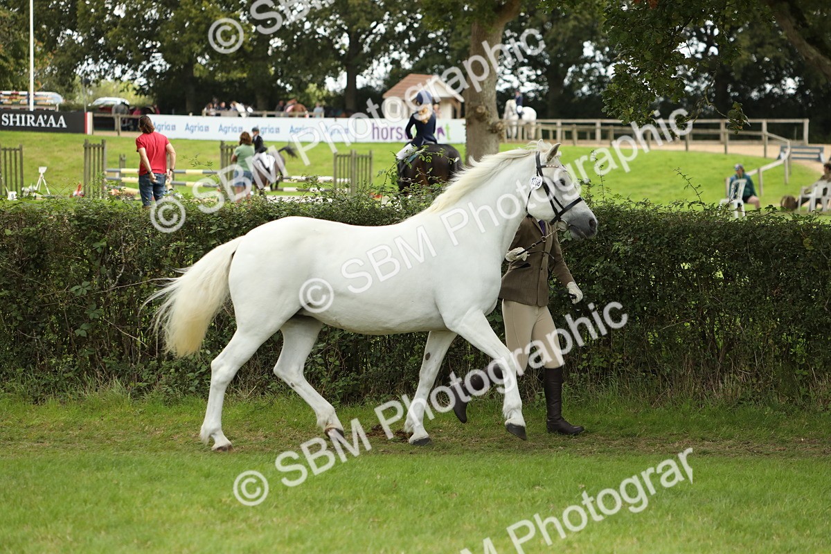 SBM_65366 - S47 - Mountain & Moorland In Hand Large Breeds