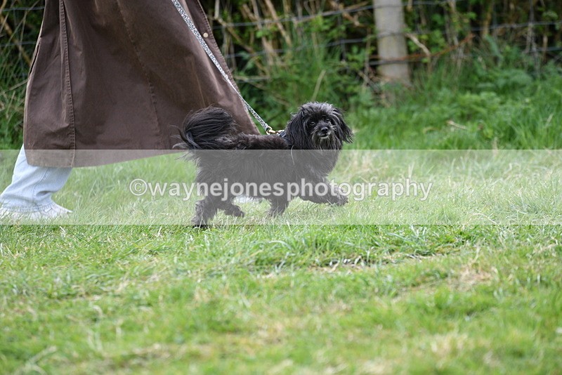 WJ5_9118 - Class 1 Best Cross Breed / Heniz 57