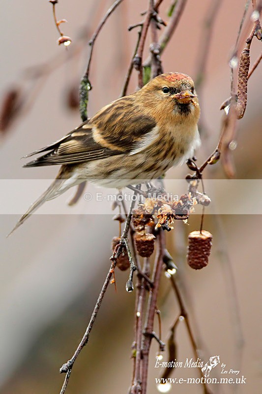 Lesser Redpole 100112 8 - Nature