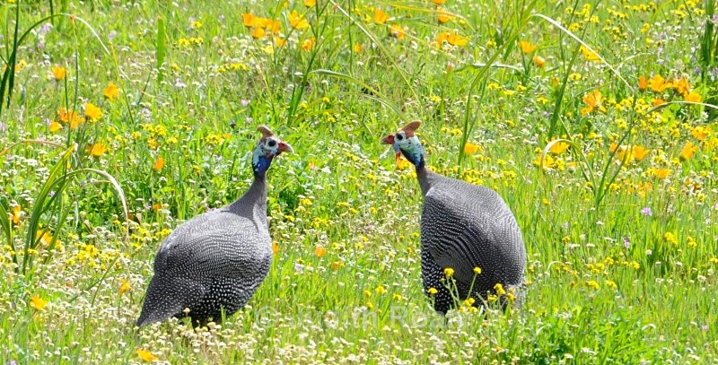 Helmeted Guinea Fowl males - South Africa Birds and Mammals