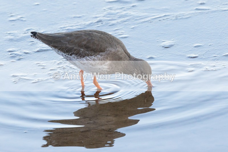 20161129-8E0A3178-4526 - Redshank