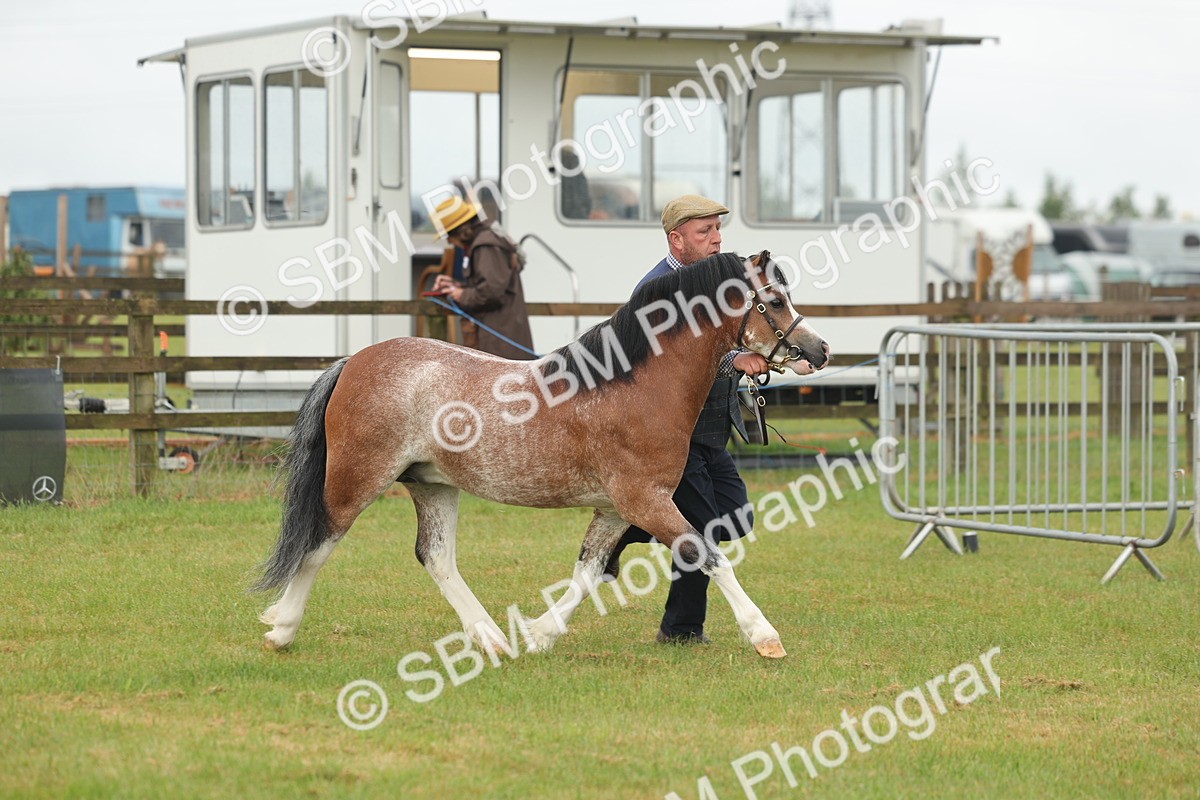 SBM_01344 - Class 50-57 - M&M Welsh Pony In Hand