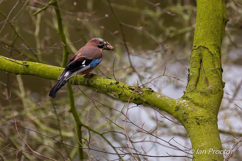 Jay with acorn on branch - Nature