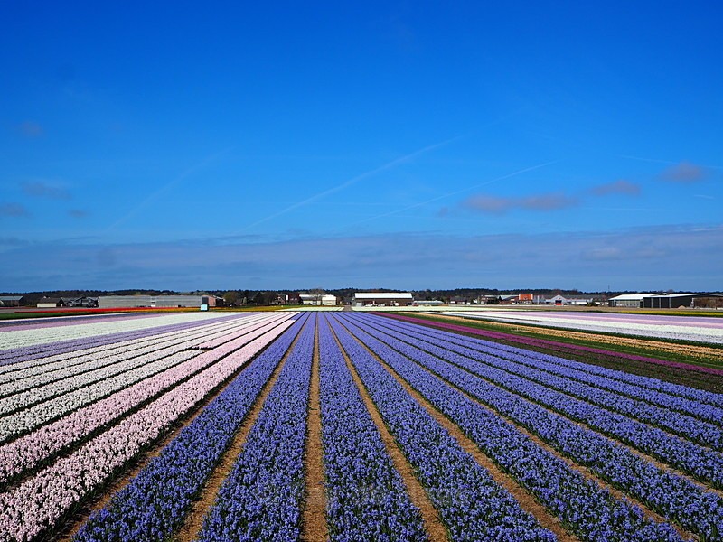 P41101710337 - Latest Images