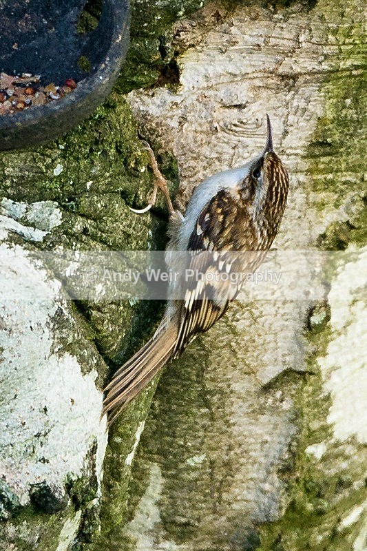 20111120-_MG_7727 - Nuthatch & Treecreepers
