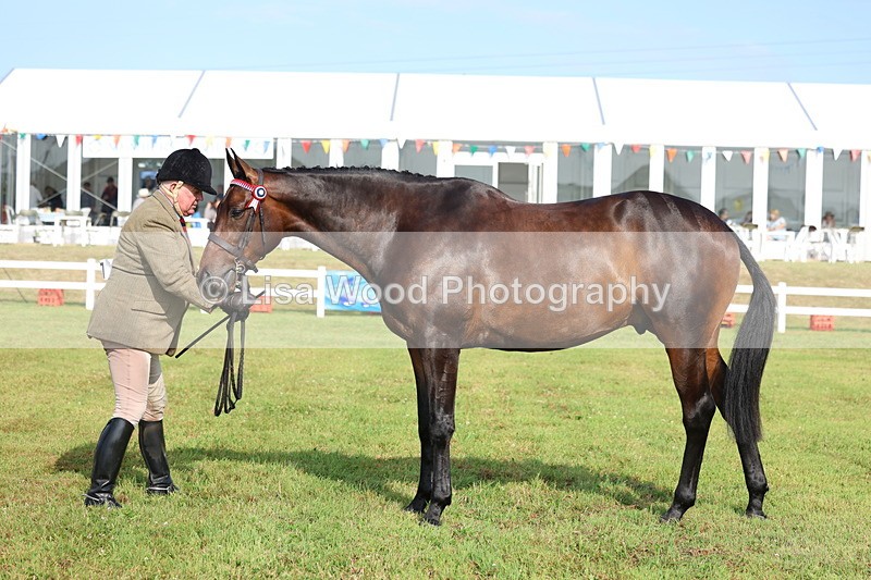 3E7A8334 - Class 2: Rising Star Large Hack/Riding Horse