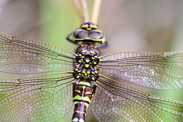 Male Common Hawker - Dragonflies & Damselflies