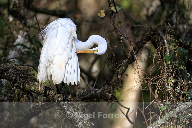 Great Egret attending to feathers, Corkscrew Swamp, Florida - Great Egret