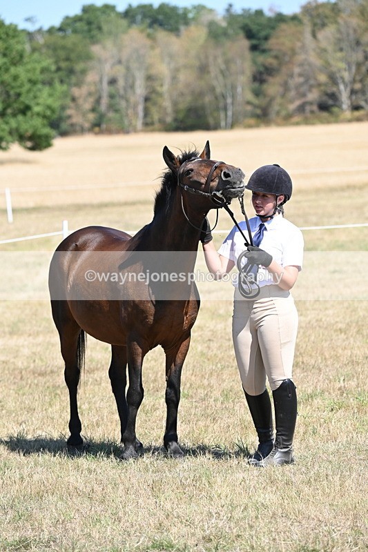 WJ6_8671 - Class 37b Best Loan Pony In-hand