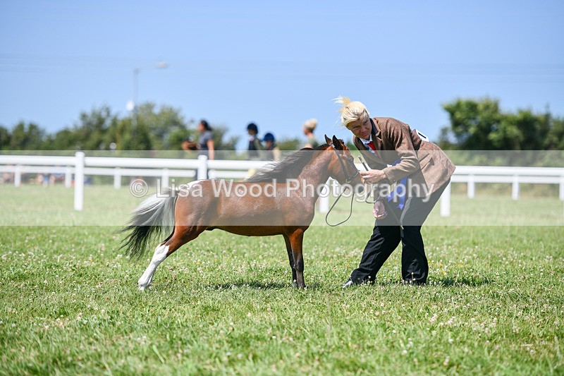 DSC_7271 - Miniature Horse Championship