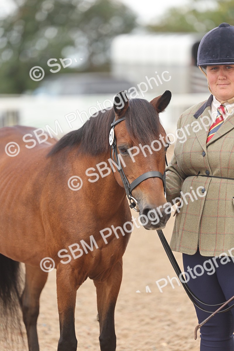 SBM_04342 - Class 17 - Prettiest Mare (IH or Ridden)