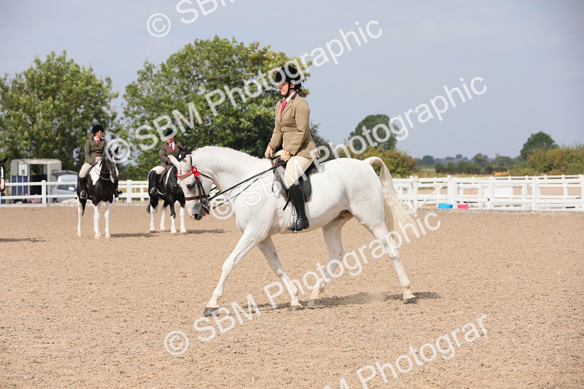 SBM_13406 - Class 308 Ridden Coloured Horse