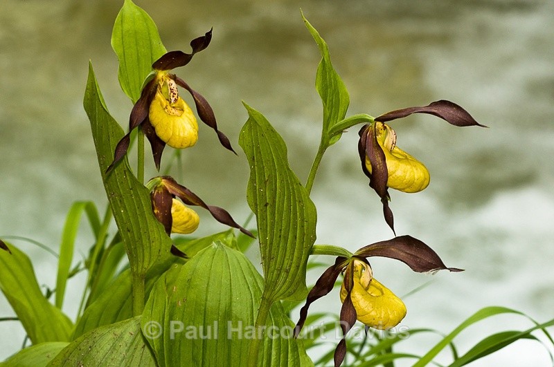  - Orchids - Various