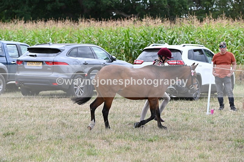 WJ6_6201 - Class 19 In-hand Veterans (Uploaded correct folder)