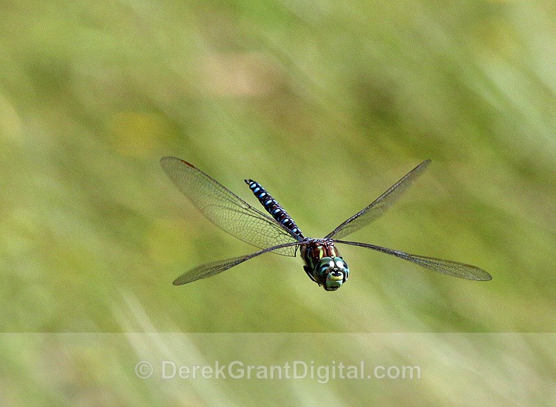 Canada Darner (Aeshna canadensis) - Dragonflies of Atlantic Canada