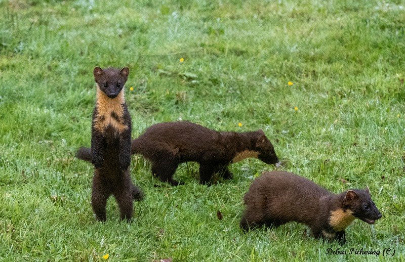 Pine Marten - Wildlife