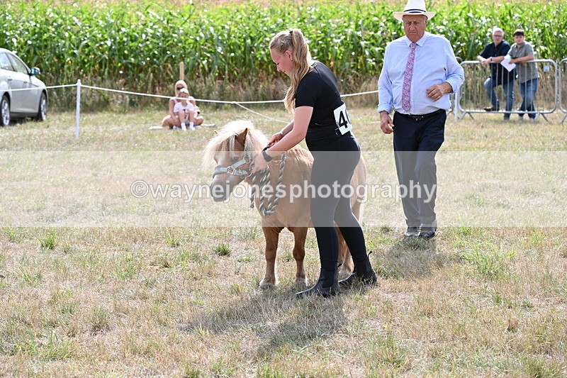 WJ6_6936 - Class 21 Shetland & Mini Horses