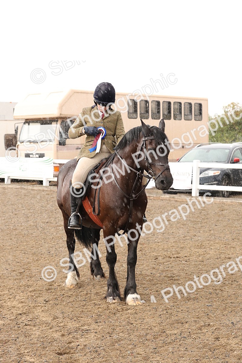 SBM_07600 - Class 59b -  Style & Performance - 80cm (20+)