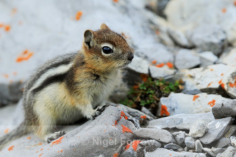 Golden-mantled Ground Squirrel, Sulphur Mountain, Banff, Canada - Squirrel