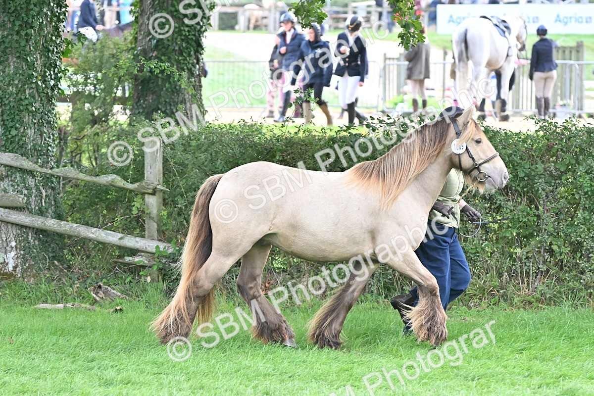 SBM_56876 - S45 - Coloured Pony In Hand