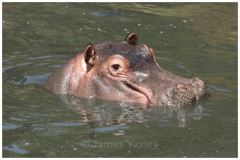 Young Hippo - Kenyan Safari 2013