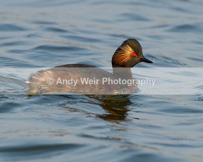 20110328-IMG_2909 - Black-necked Grebe