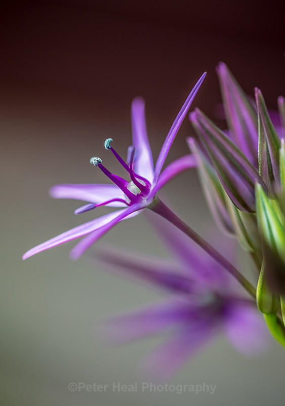 Allium