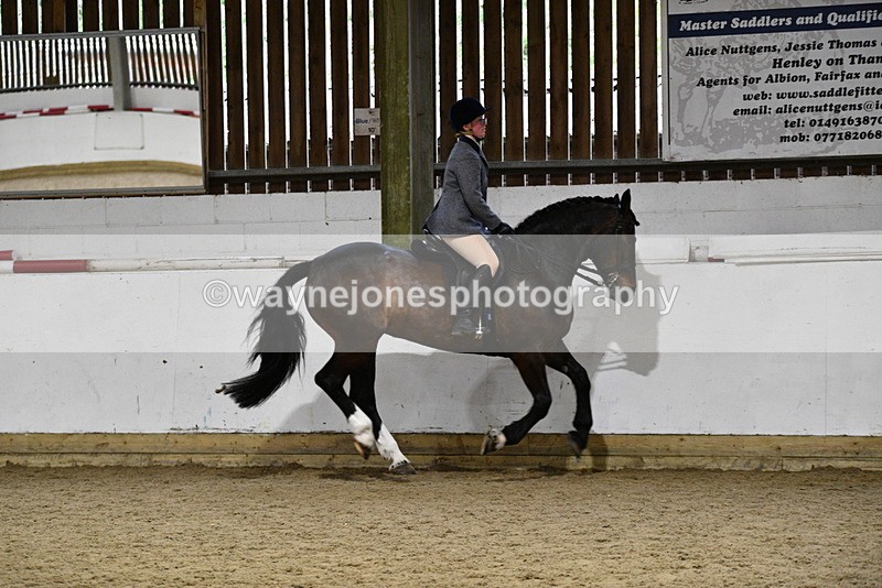 WJ5_8811 - Class 15 Ridden Show Horse